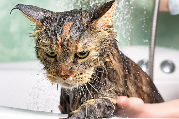 Si può fare il bagno al gatto?