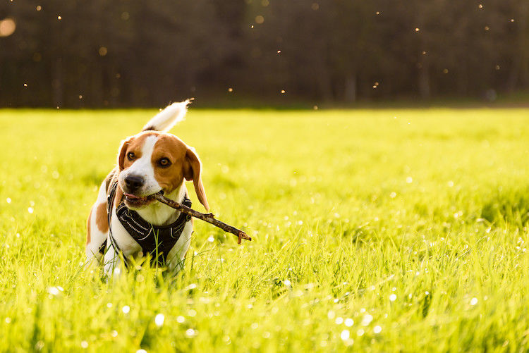 Vaccino leishmaniosi cane: protocollo, costi ed efficacia