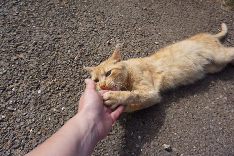 Gatto che morde: perché lo fa e come gestirlo