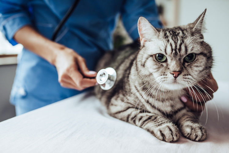 Gatto respira a bocca aperta: cause e cosa fare