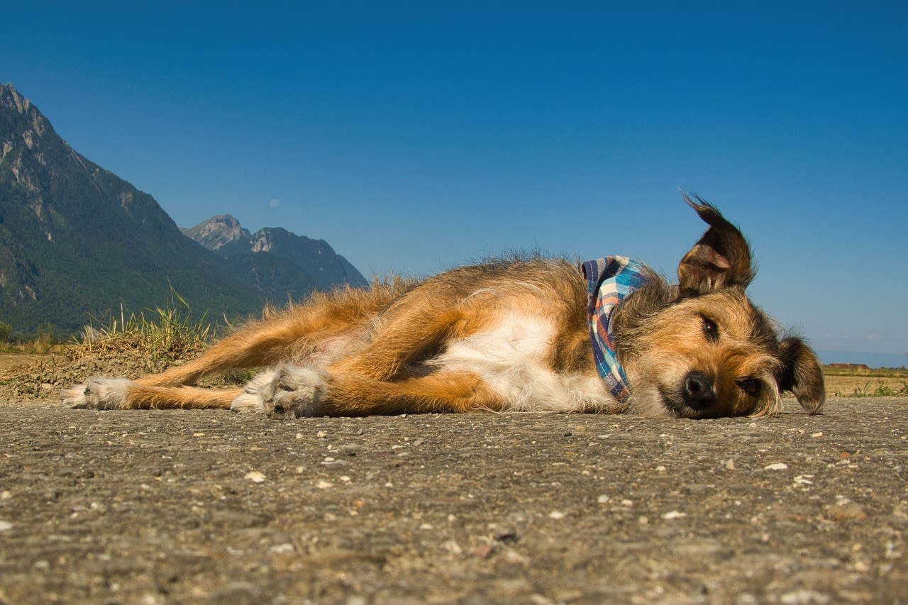 chien couché