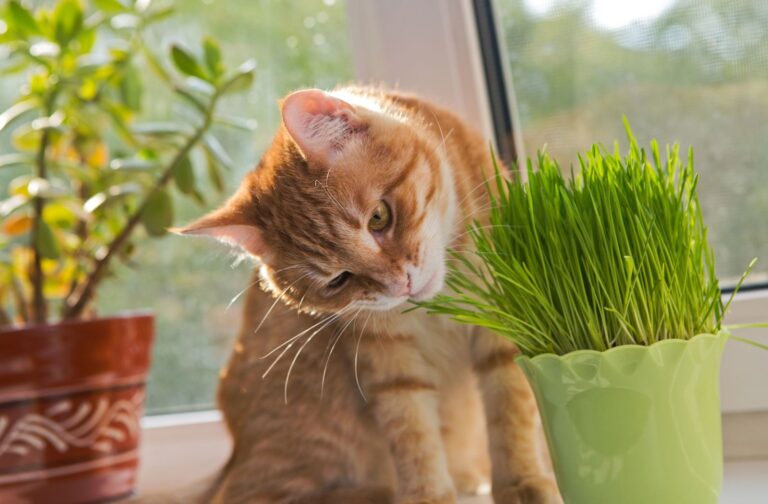 Erba gatta: benefici, effetti e usi per il tuo gatto