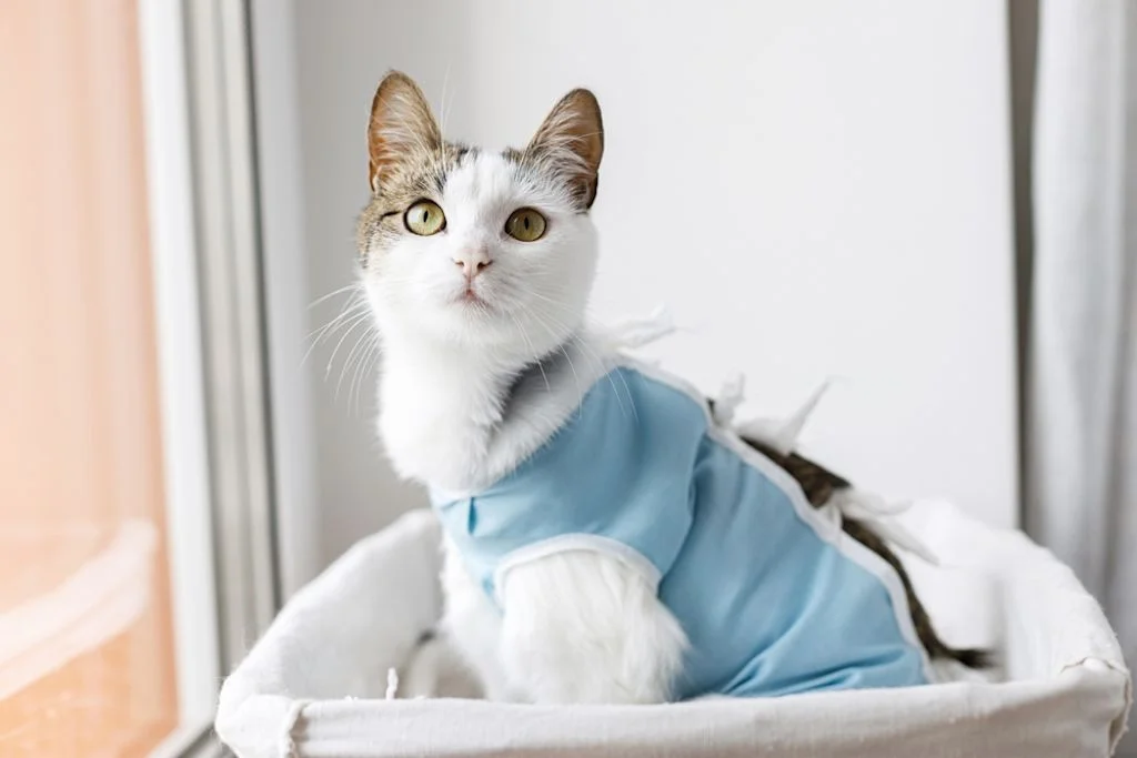 Gatto post-operazione