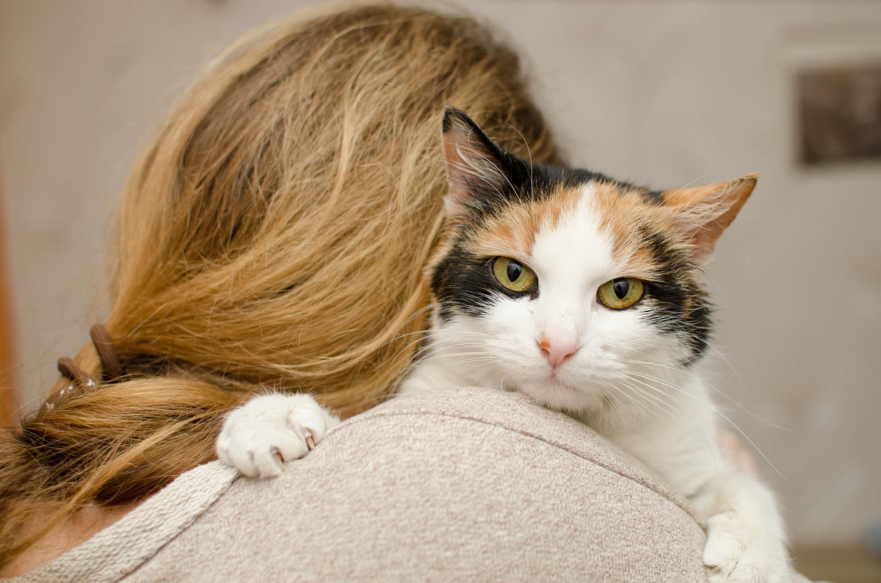 chat collé à sa maîtresse