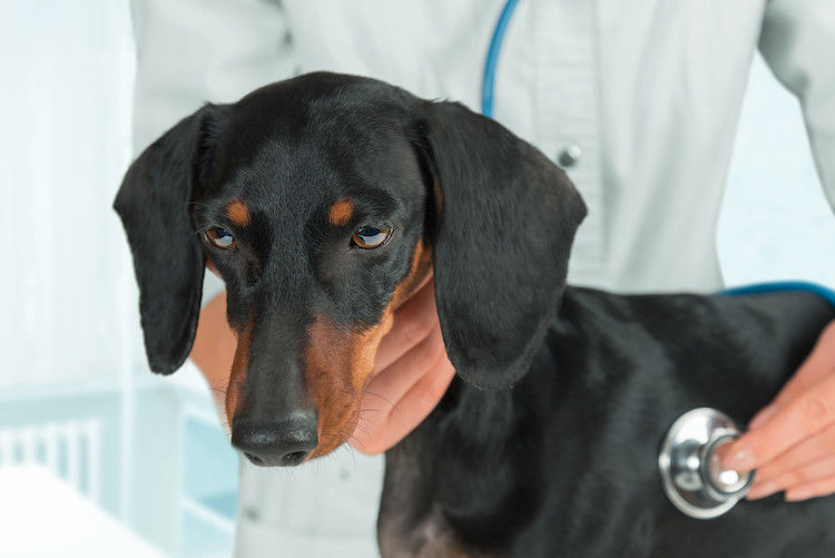 Epatite nel cane: cause, sintomi e cura