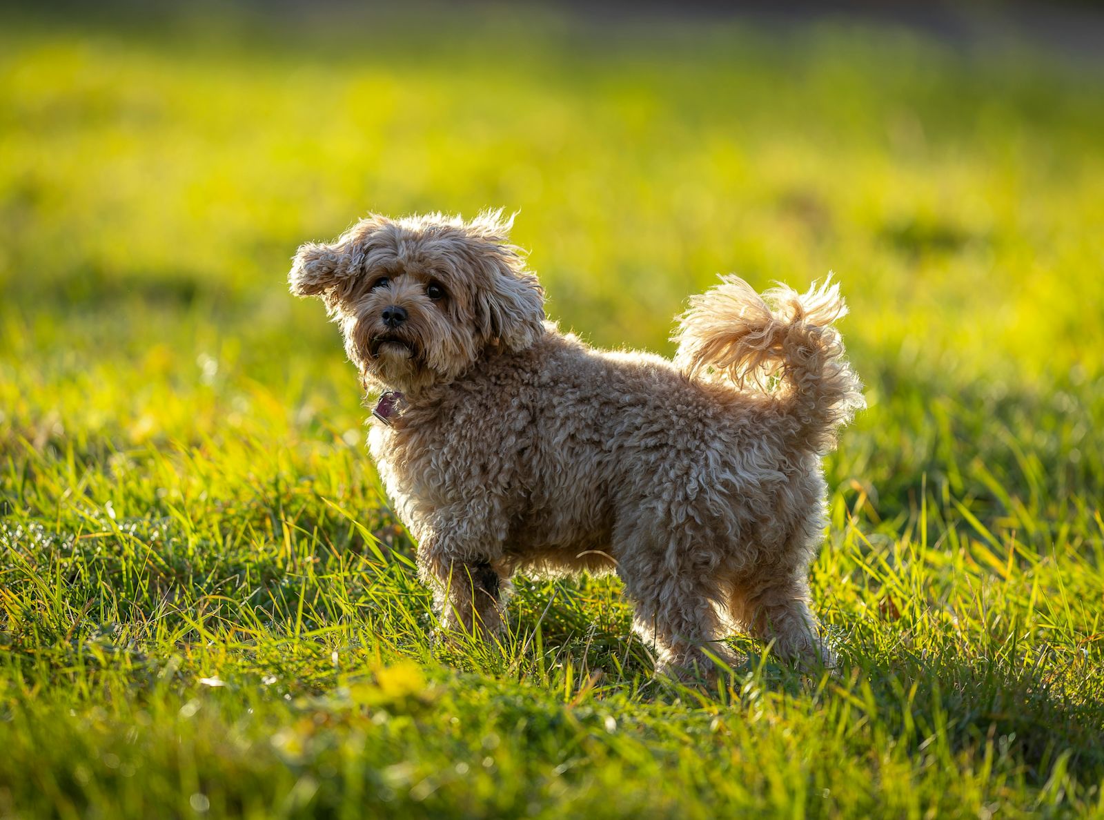 Cavapoo en extérieur sous le soleil
