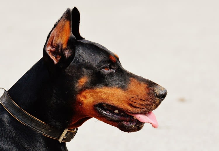 Soppressione del cane: quando può essere necessaria?