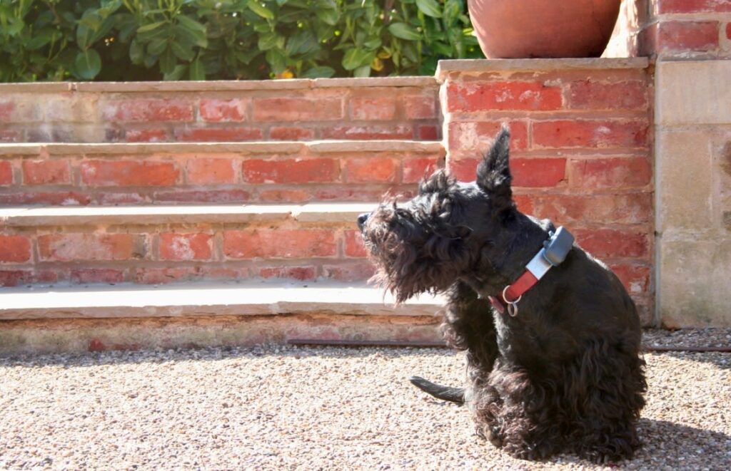 Antipulci naturale per cani: rimedi efficaci e sicuri