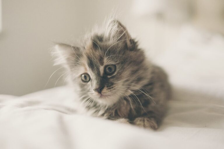 Scegliere l’assicurazione giusta per il mio gatto