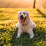 Golden retriever