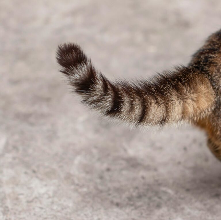 Cosa significa il movimento della coda del gatto?
