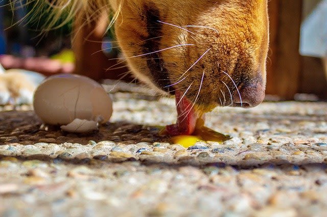 I cani possono mangiare le uova?