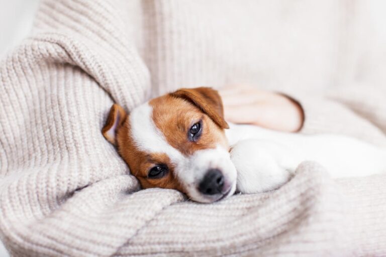 Diarrea del cane: cause, sintomi e cure