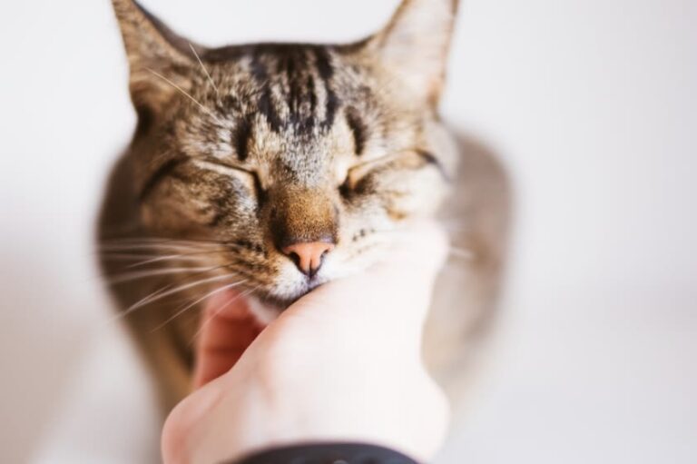 Perché il gatto fa le fusa?
