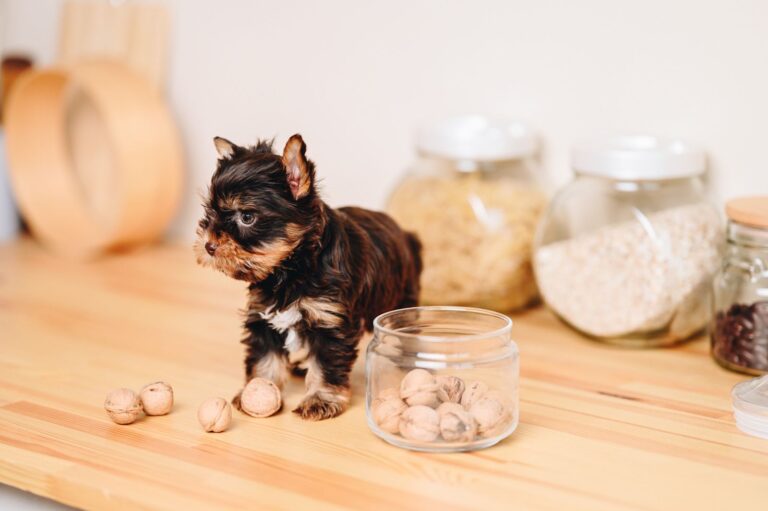 Le noci al cane: sono tossiche ?