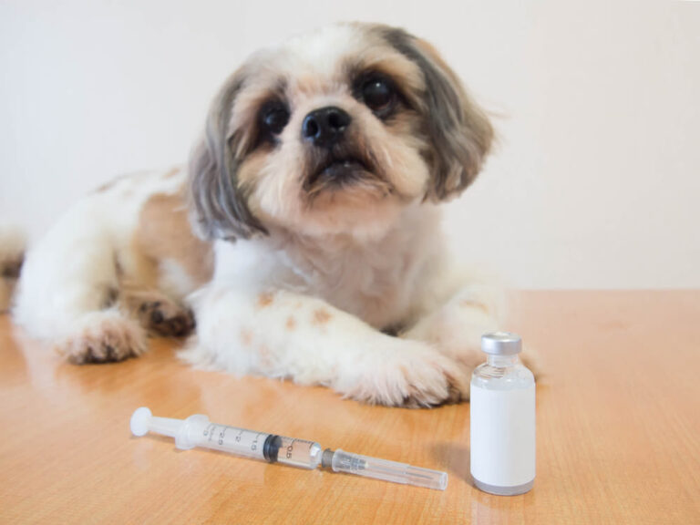 Il diabete canino