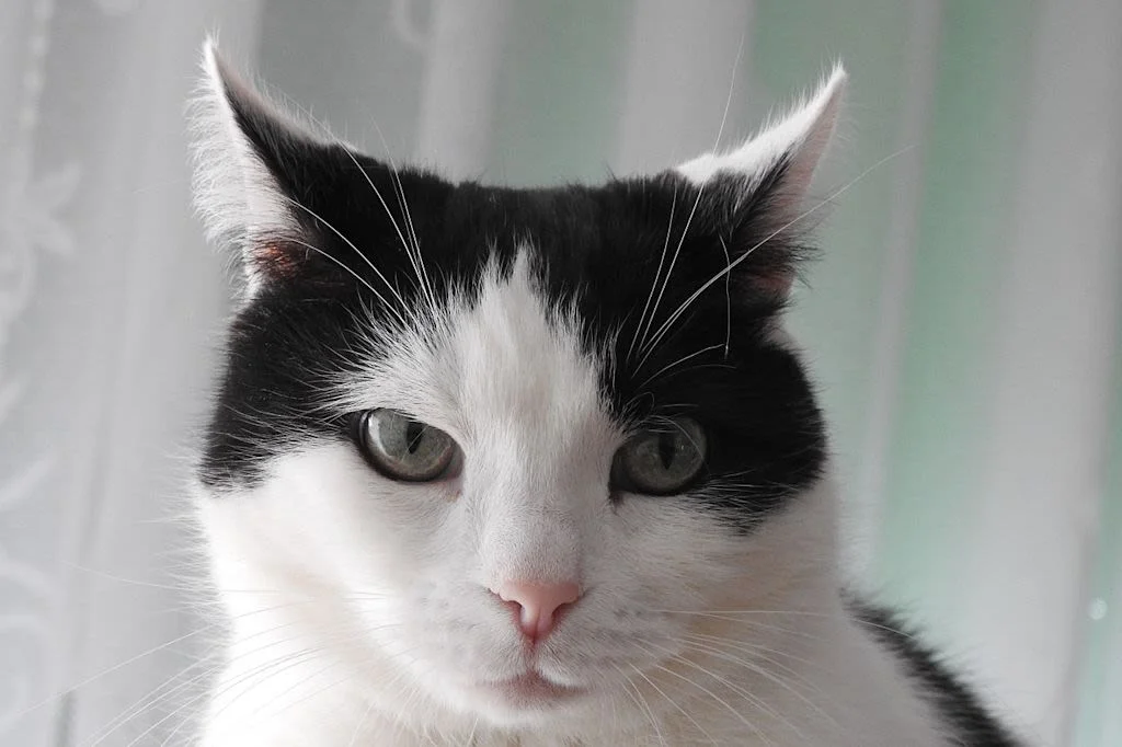 I sintomi del linfoma nel gatto