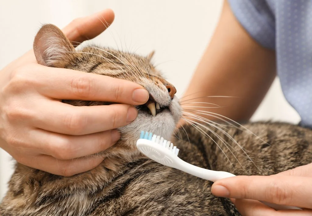Veterinaria spazzola denti gatto