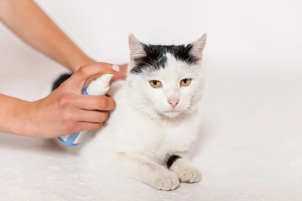 Spray orale gatti