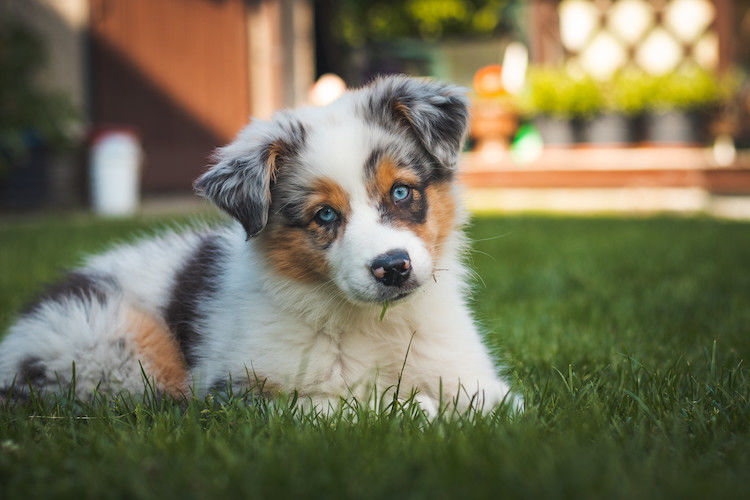 Nome per un cane con la lettera U
