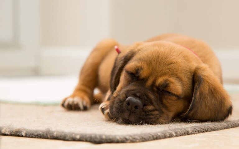 Cucciolo respira forte mentre dorme: è normale?