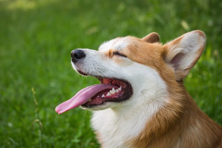 Cane con la lingua fuori: cause e cosa fare