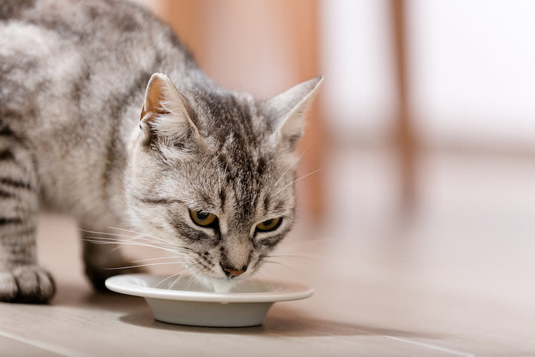 Latte e gatti: tutta la verità sugli effetti e le alternative sicure per il vostro felino