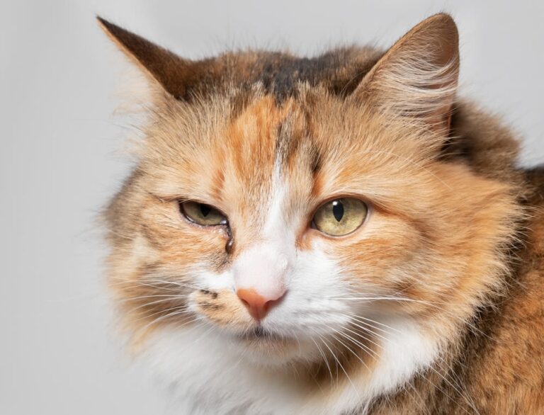 La congiuntivite nei gatti