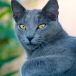 gatto