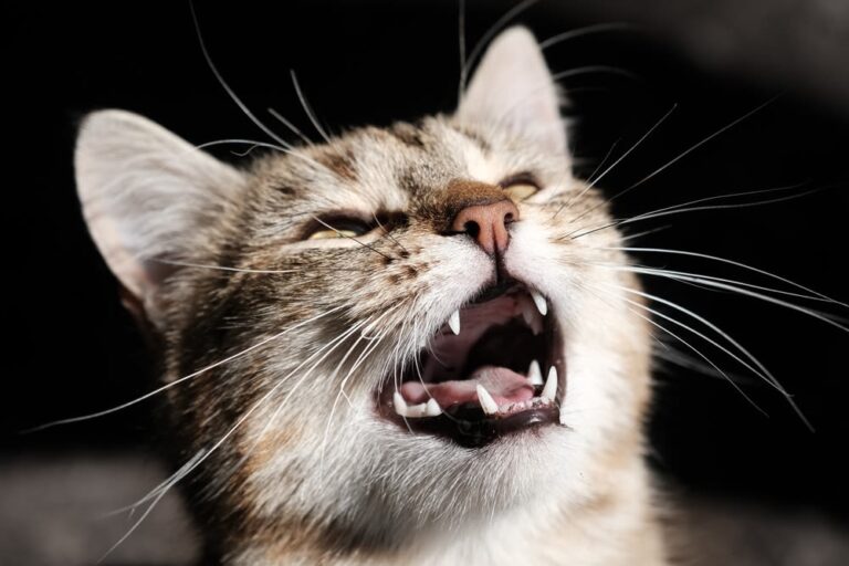 Cosa vuol dire quando il gatto miagola?