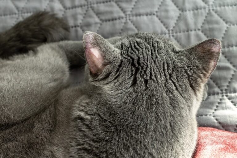 Cos’è la tigna del gatto?