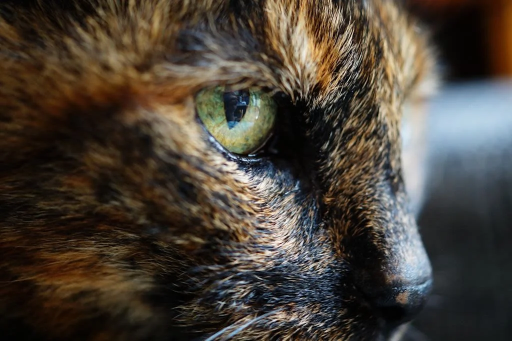 Aspettativa di vita dei gatti con linfoma