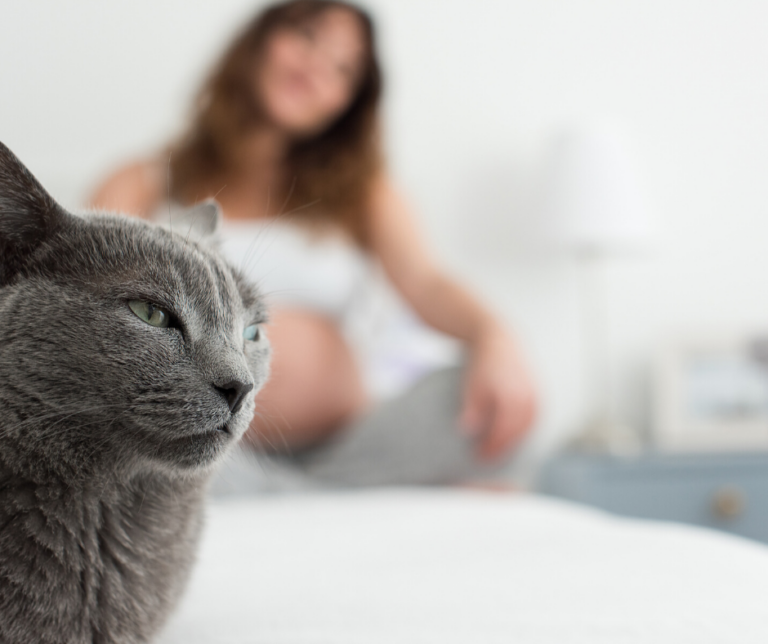 La toxoplasmosi nel gatto