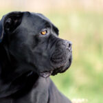 race_cane_corso.jpg