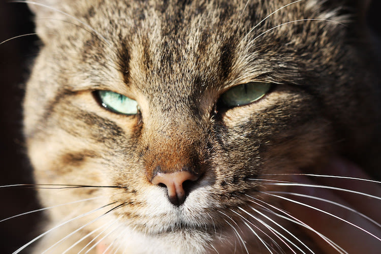 Come vedono i gatti