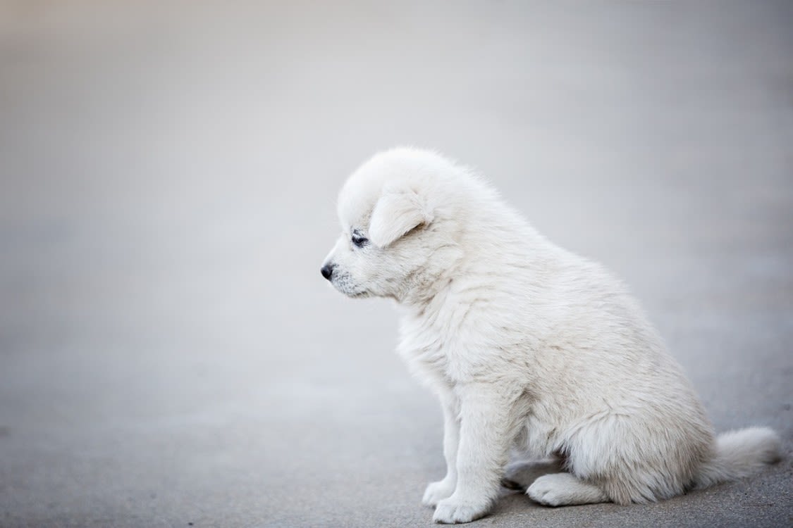 Chien qui va vomir