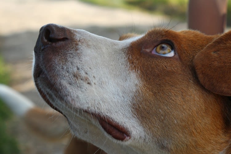 Riconoscere l’ictus nel cane: sintomi, cause e cure