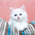chat, blanc