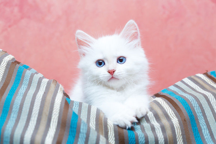 Gatto bianco