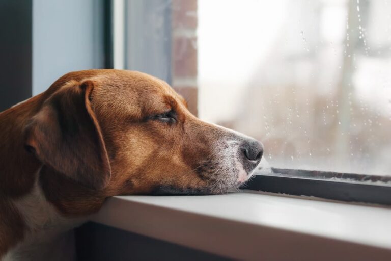 Cane annoiato: segnali e rimedi