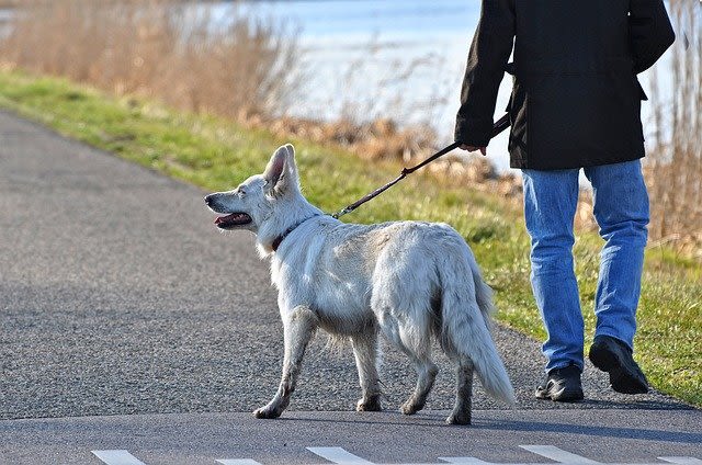 Quante volte bisogna portar fuori un cane?