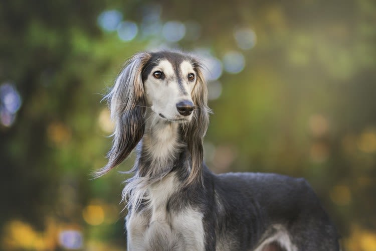 Sterilizzazione del cane femmina: costo, intervento e vantaggi