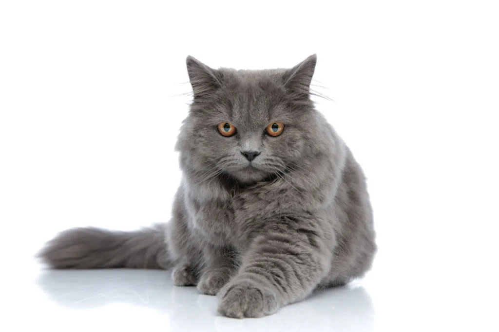 British Longhair blue