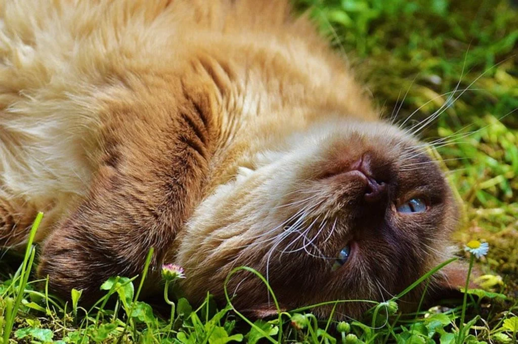 Gli occhi del British Longhair&nbsp;