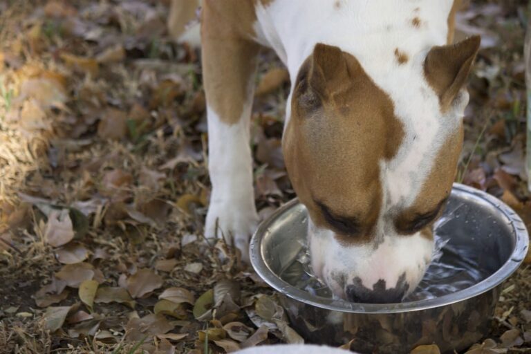 Cane beve molto: epatite del cane, diabete e altre cause