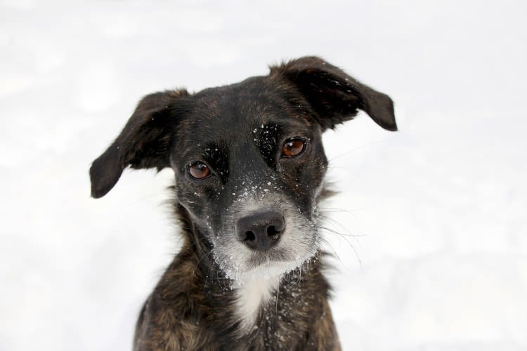 Morbo di Addison nel cane: come riconoscerlo e curarlo