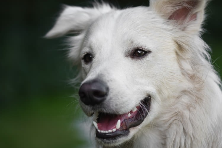 Detartrasi cane: costo, durata e rischi della pulizia denti