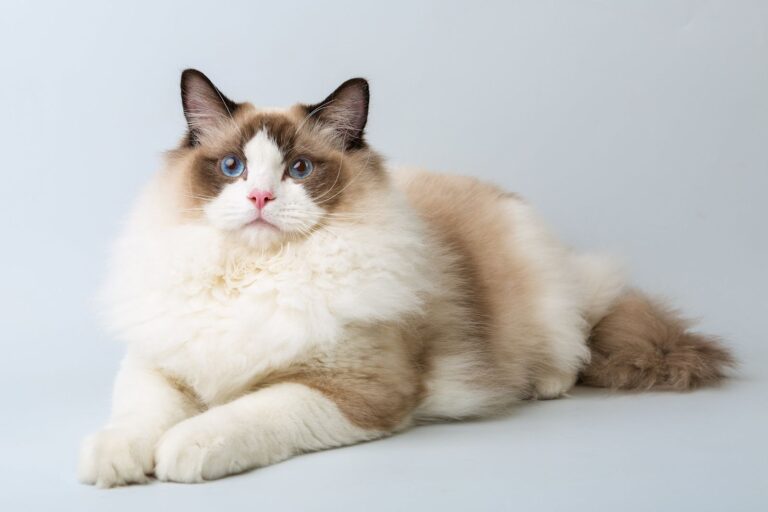 Ragdoll