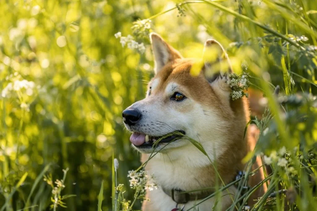 Cane nella natura