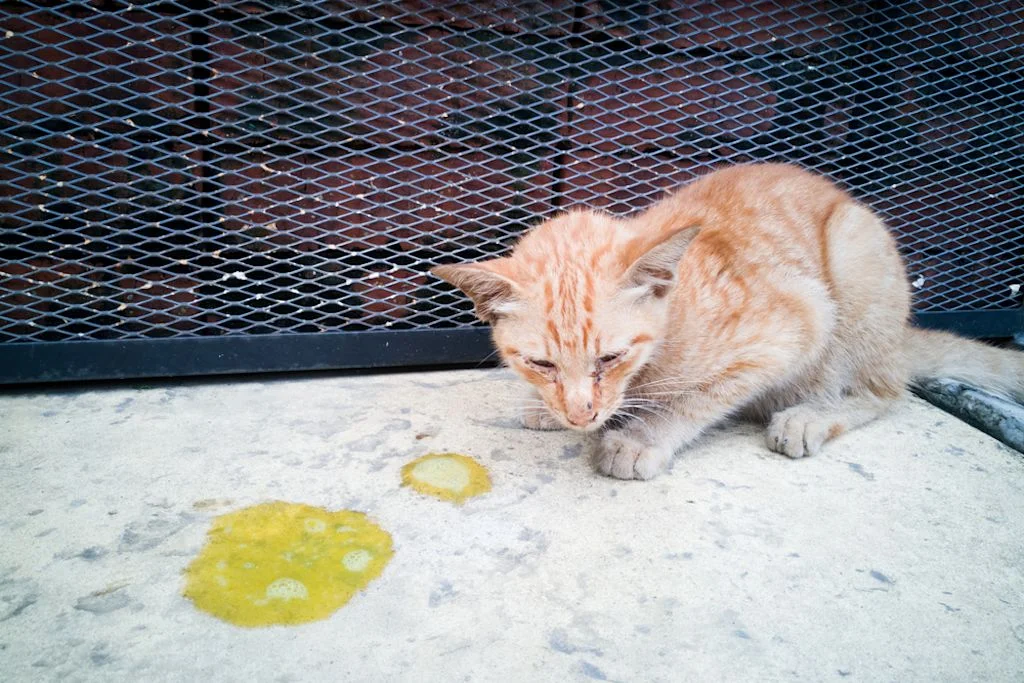 Colori del vomito